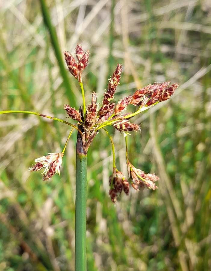 Schoenoplectus californicus flower