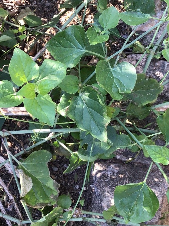 Boerhavia africana — related species from the same genus