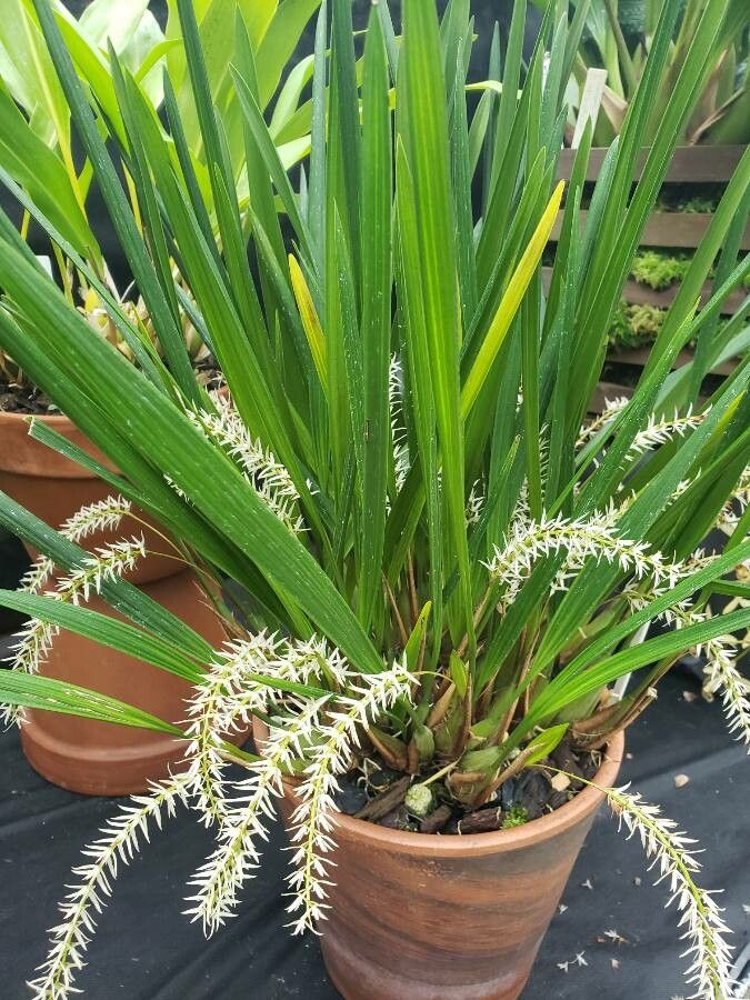 Dendrochilum uncatum habit