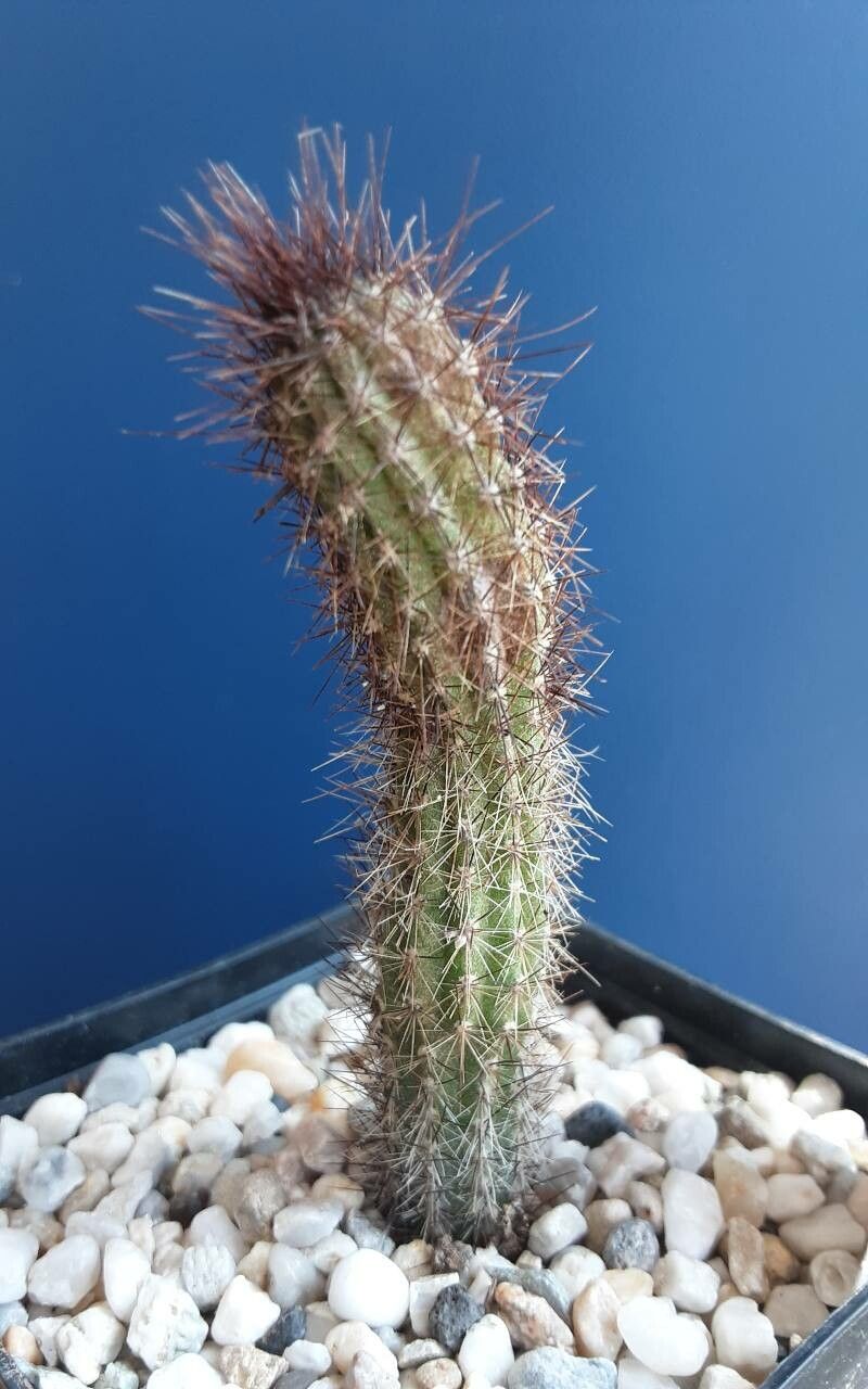 Cipocereus minensis — related species from the same genus