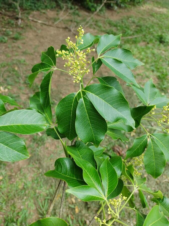 Balfourodendron riedelianum flower