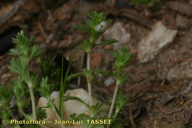 Aphanes floribunda habit