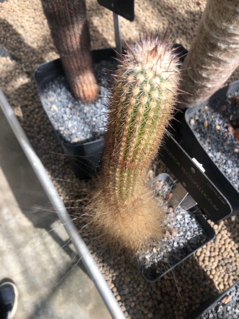 Espostoa blossfeldiorum