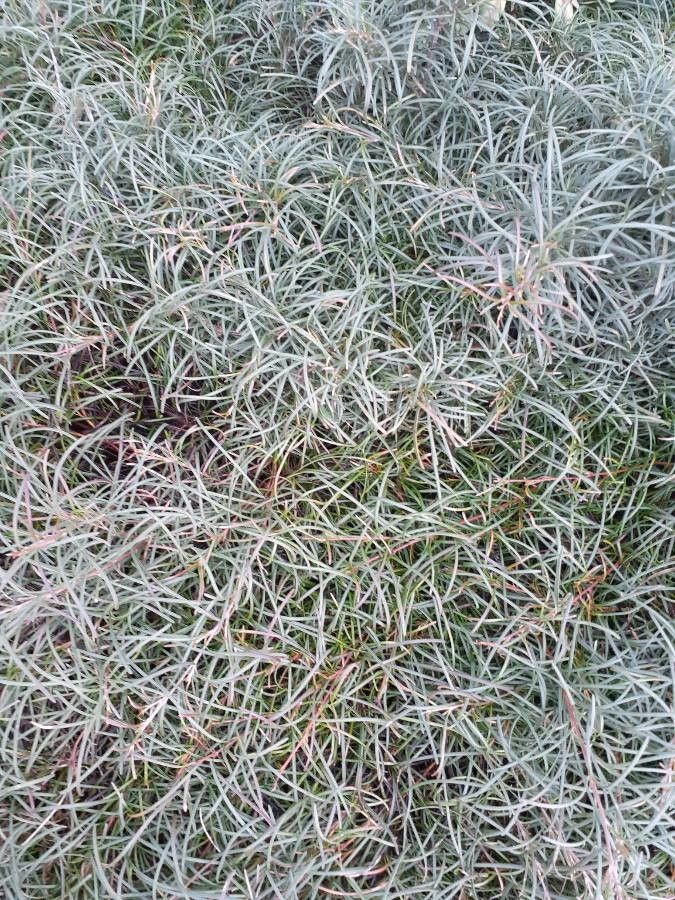 Grevillea nudiflora — search result for 'Grevillea'