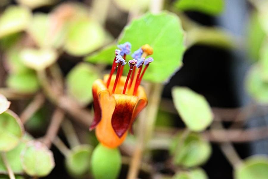 Fuchsia procumbens flower