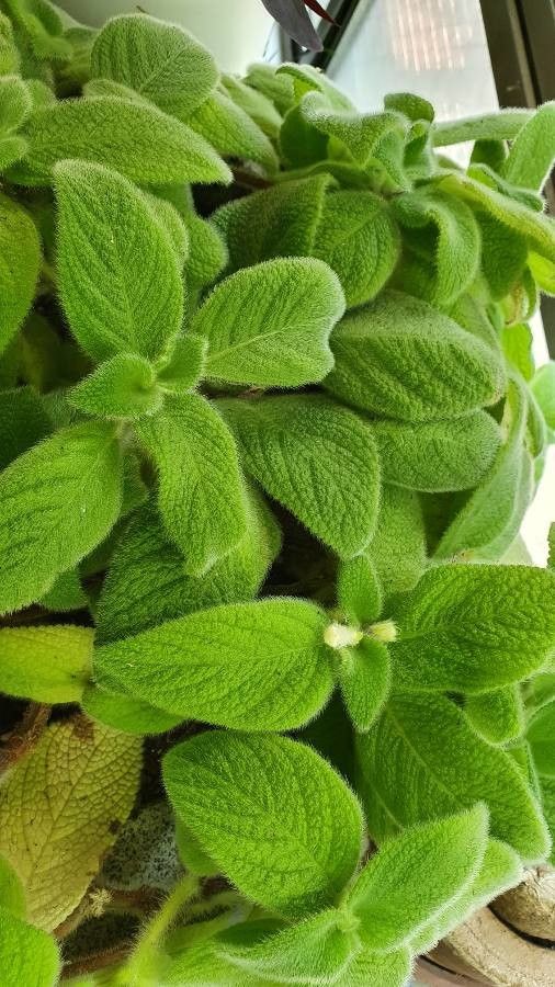 Episcia fimbriata leaf