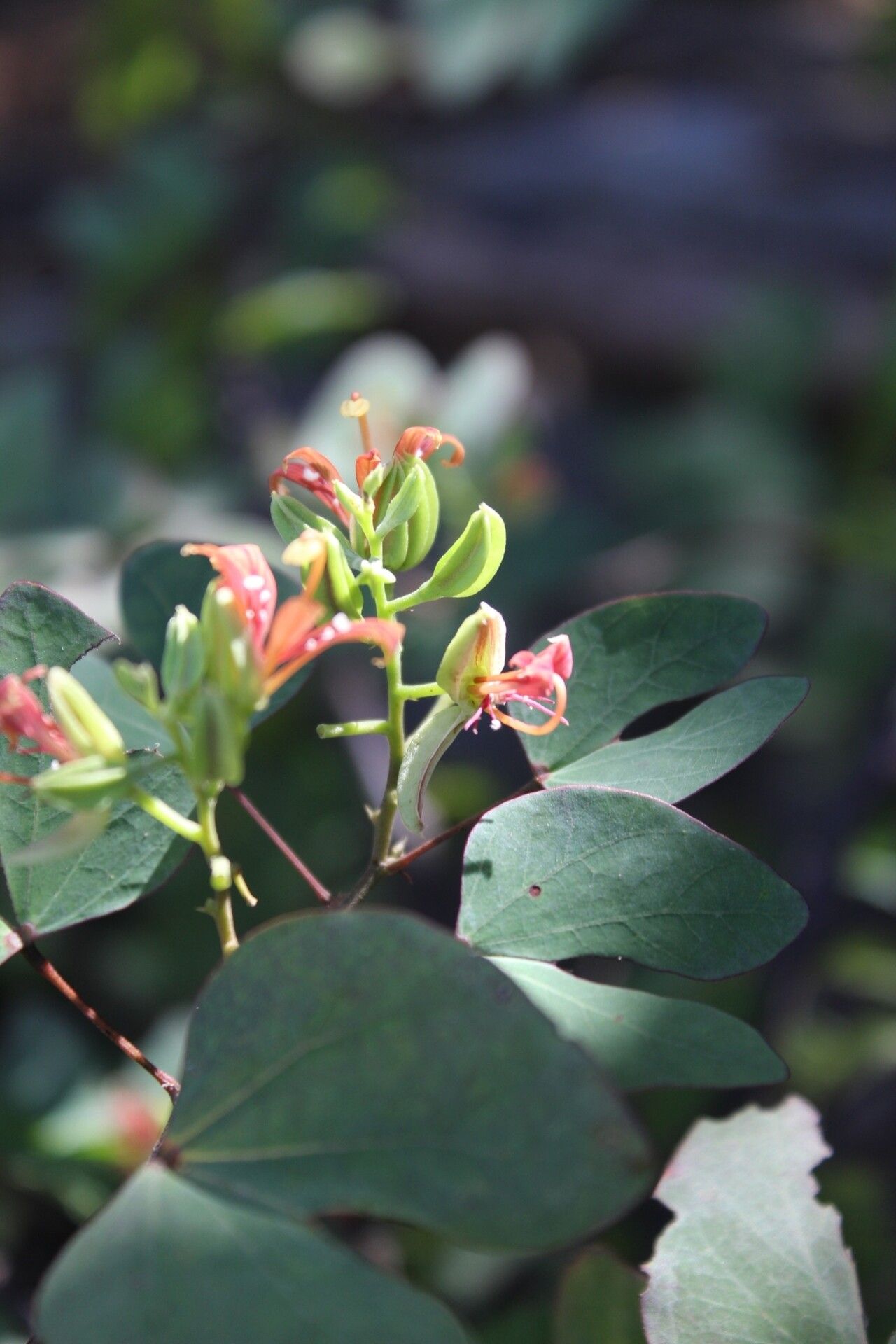 Bauhinia capuronii flower