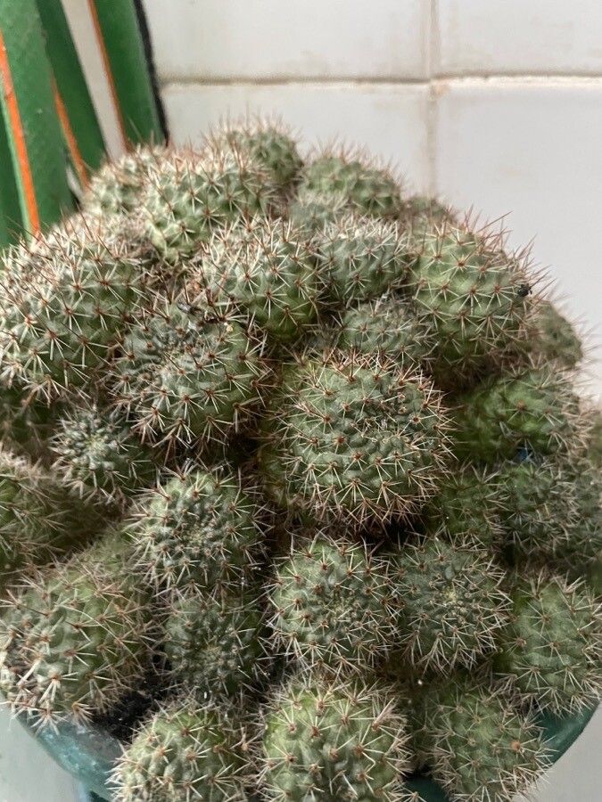 Rebutia perplexa leaf