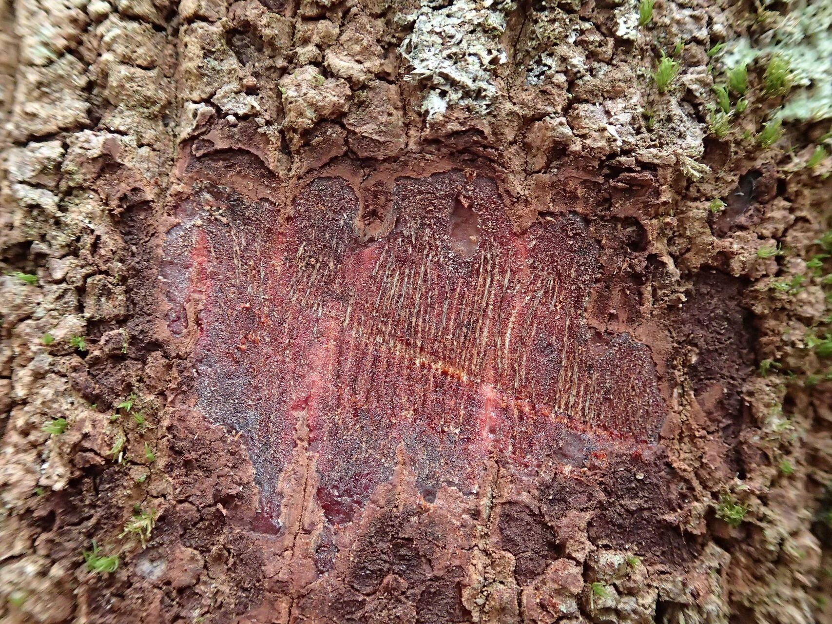 Myrsine arborea bark