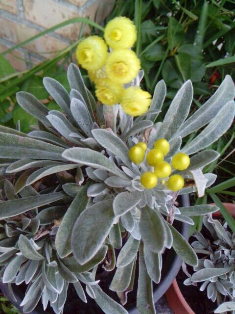 Helichrysum gossypinum fruit