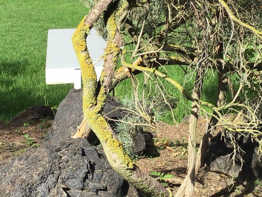 Parolinia ornata bark