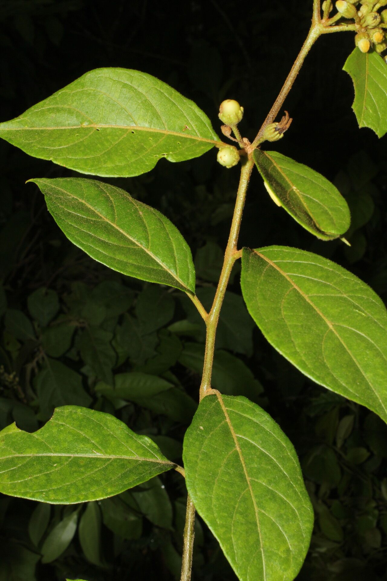 Lycianthes multiflora fruit
