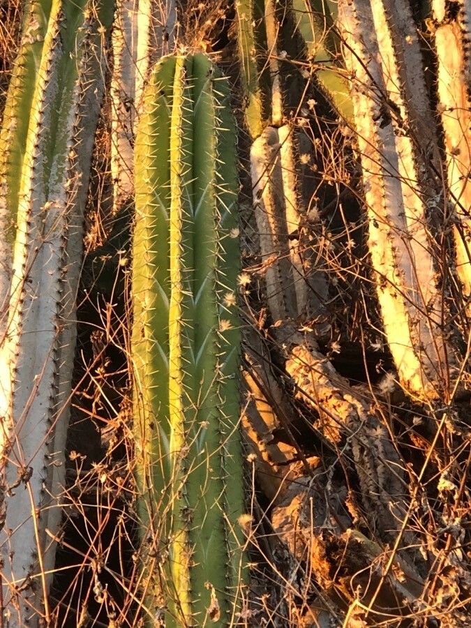 Stenocereus aragonii bark