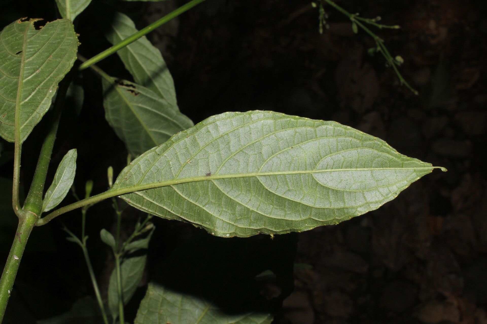 Ruellia stemonacanthoides — search result for 'Ruellia'