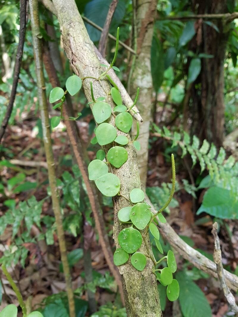Peperomia tenuicaulis — houseplant care guide