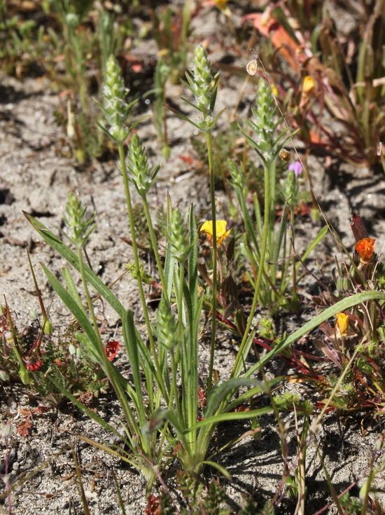 Plantago aristata habit