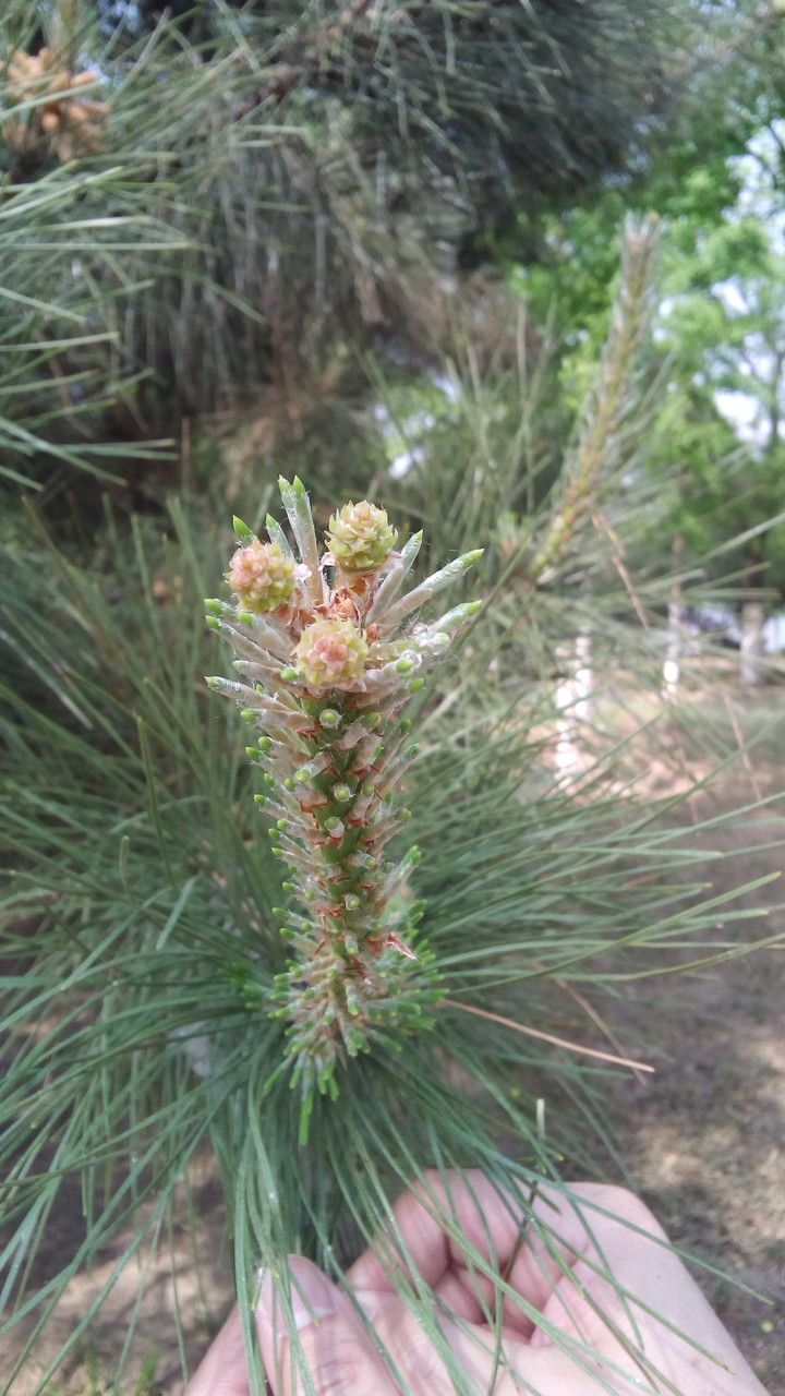 Pinus bungeana flower