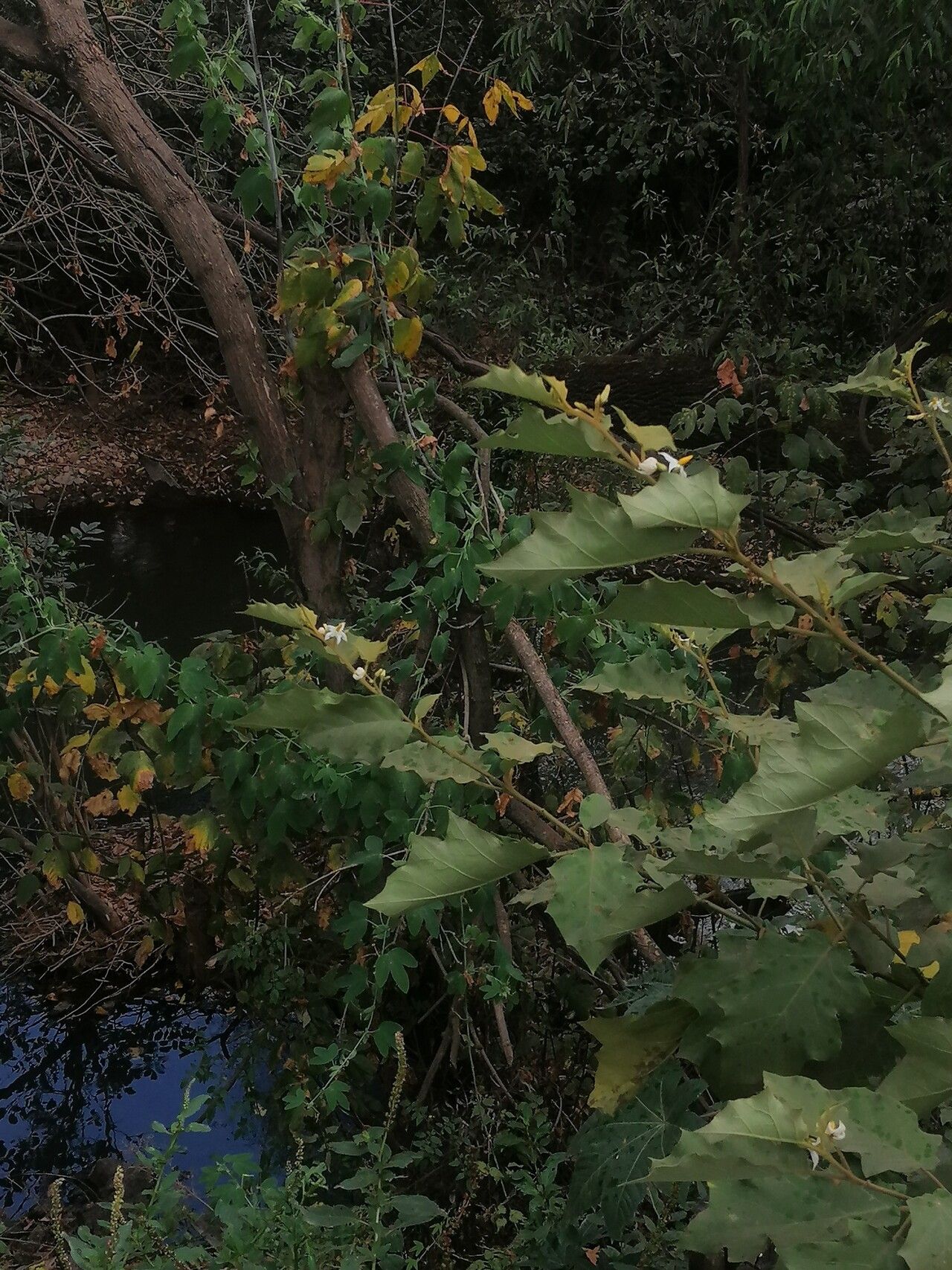 Solanum ferrugineum habit