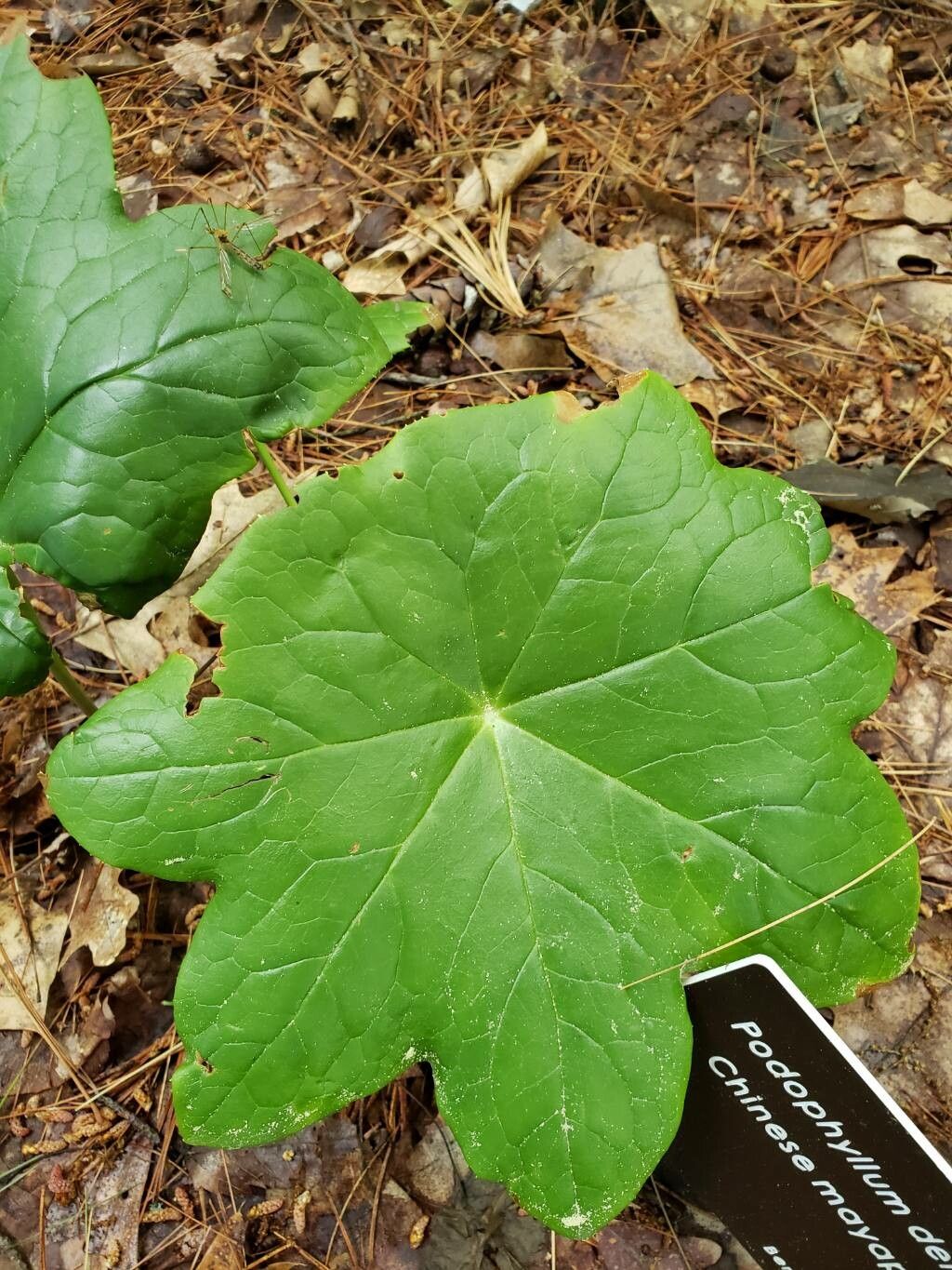 Podophyllum delavayi — related species from the same genus