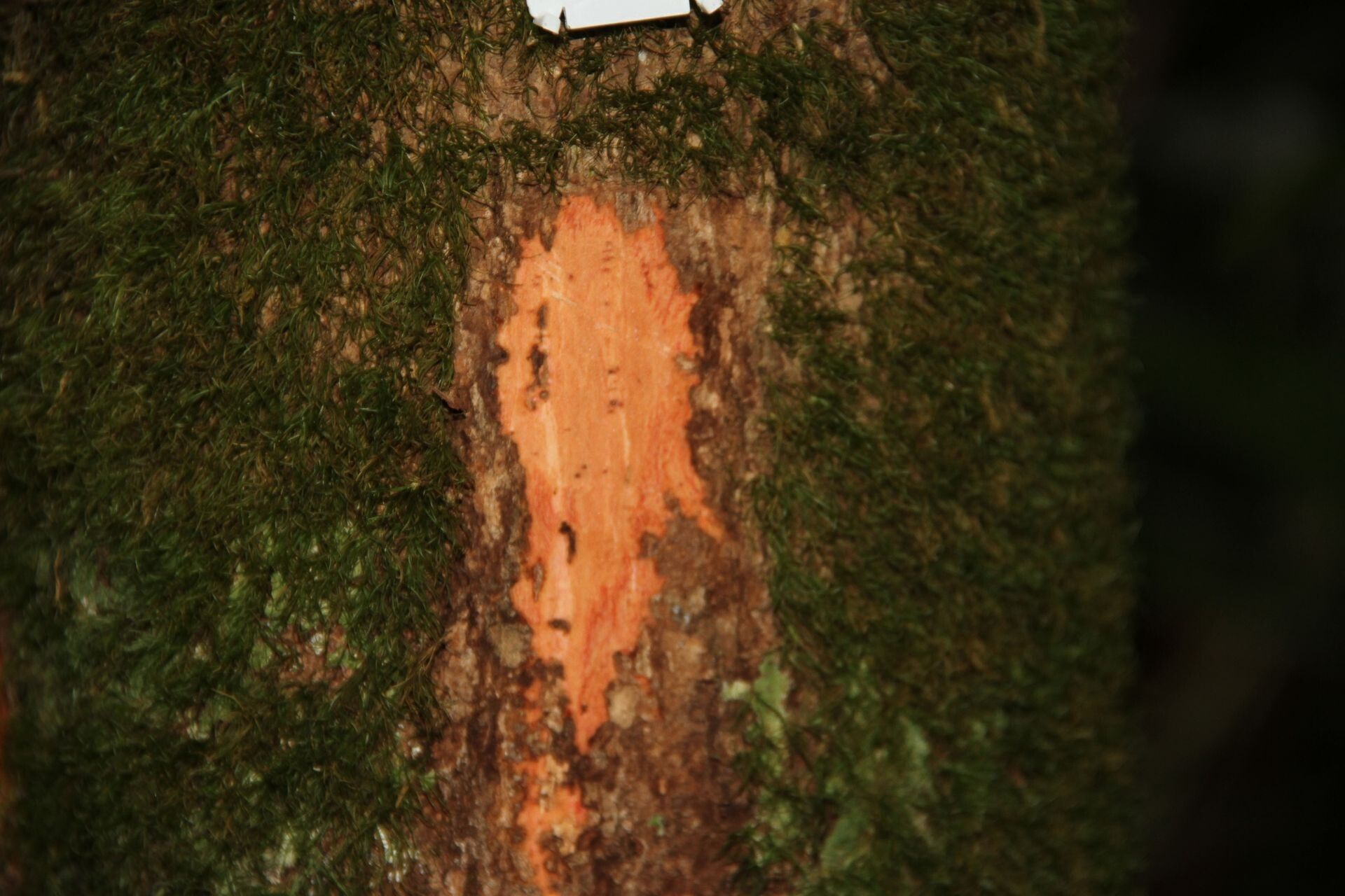 Pycnandra sessilifolia bark