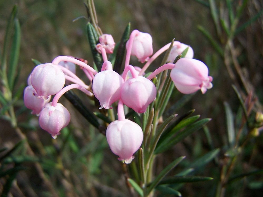 Andromeda polifolia flower