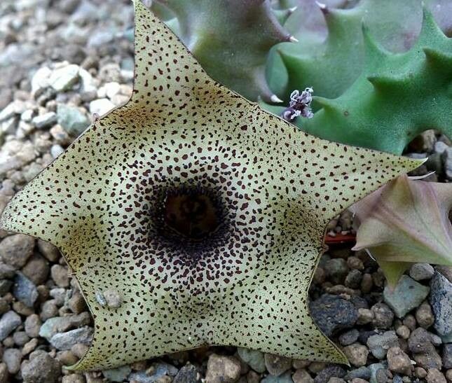 Huernia praestans — search result for 'Huernia'