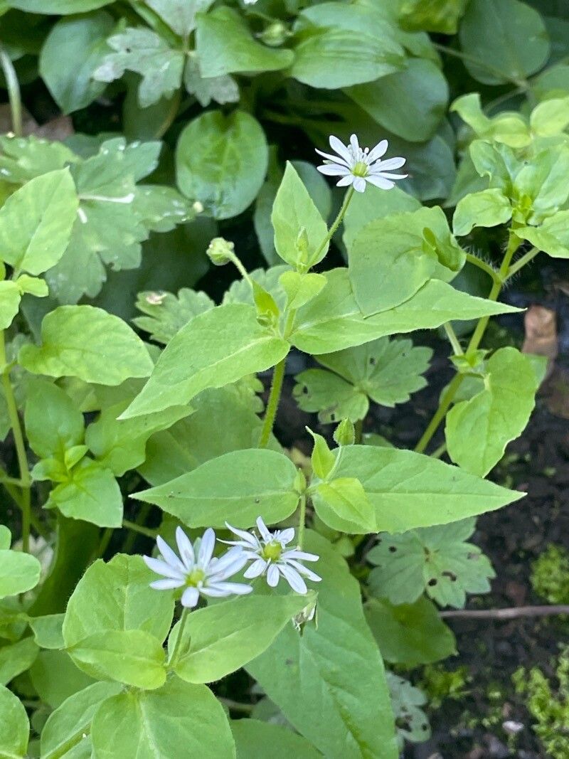 Stellaria aquatica