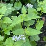 Stellaria aquatica