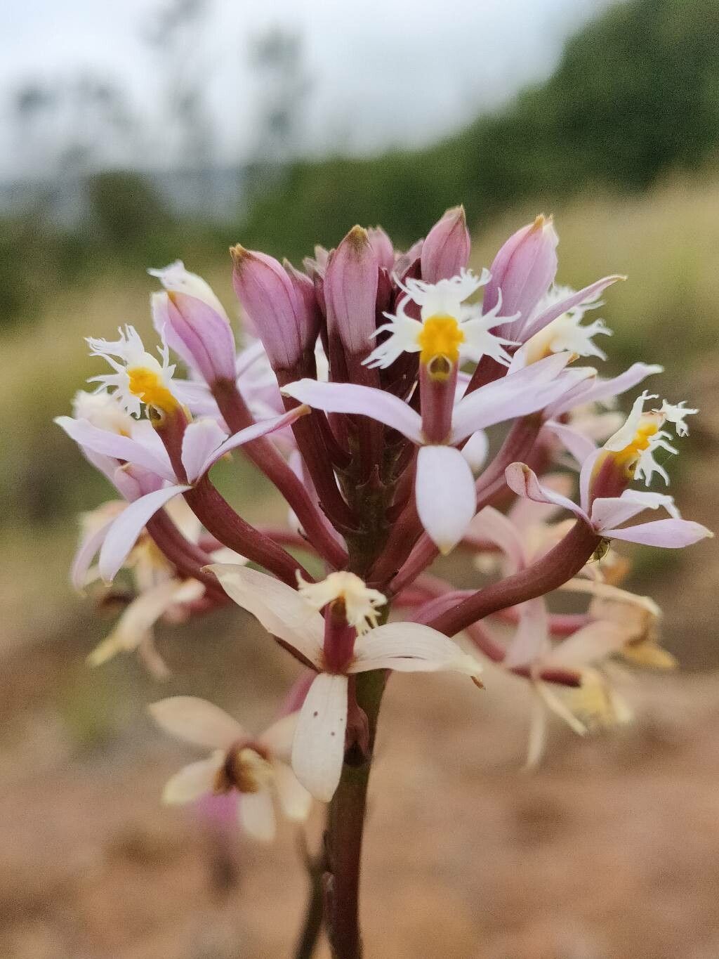 Epidendrum arachnoglossum flower