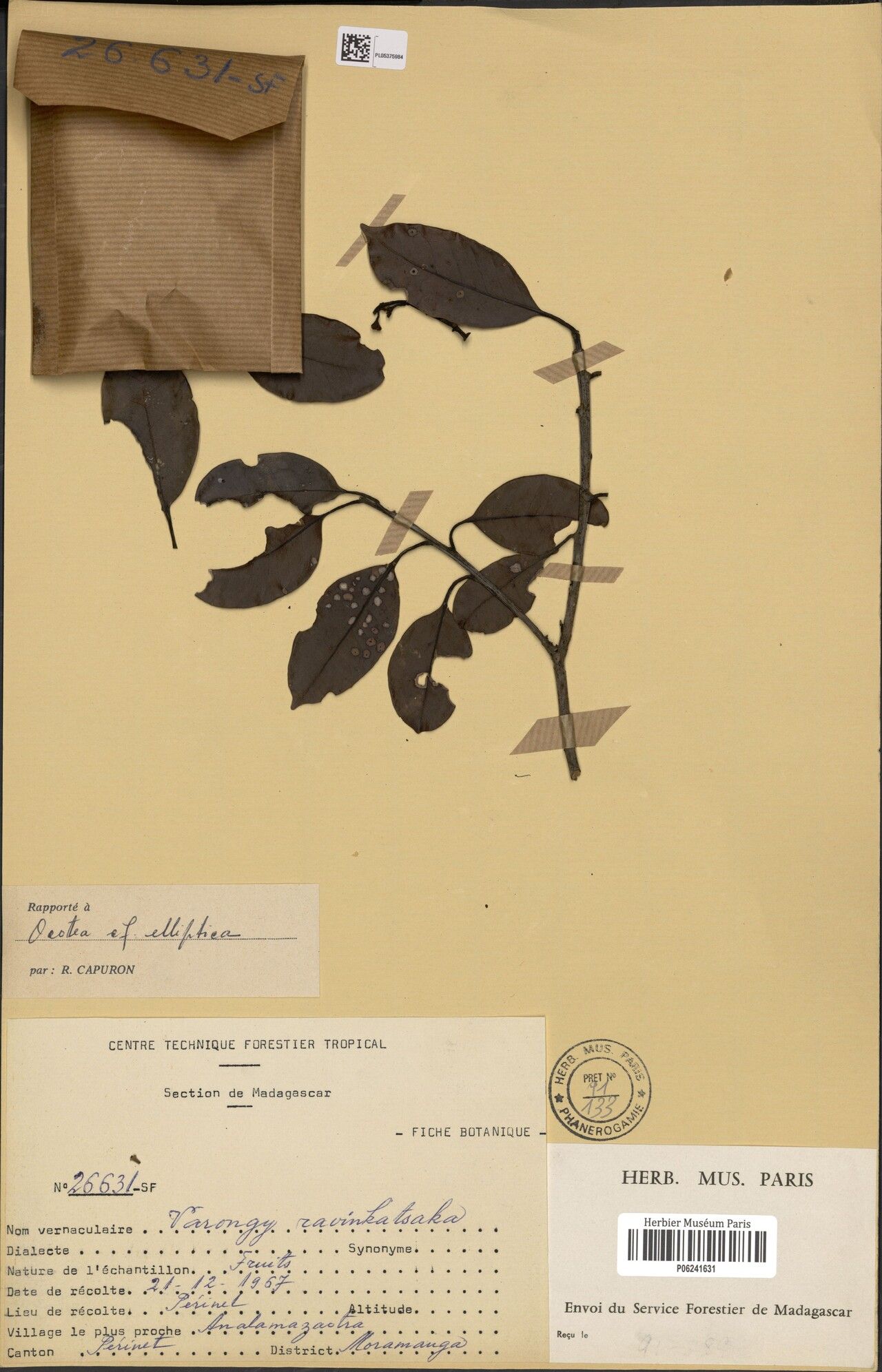 Ocotea elliptica — houseplant care guide