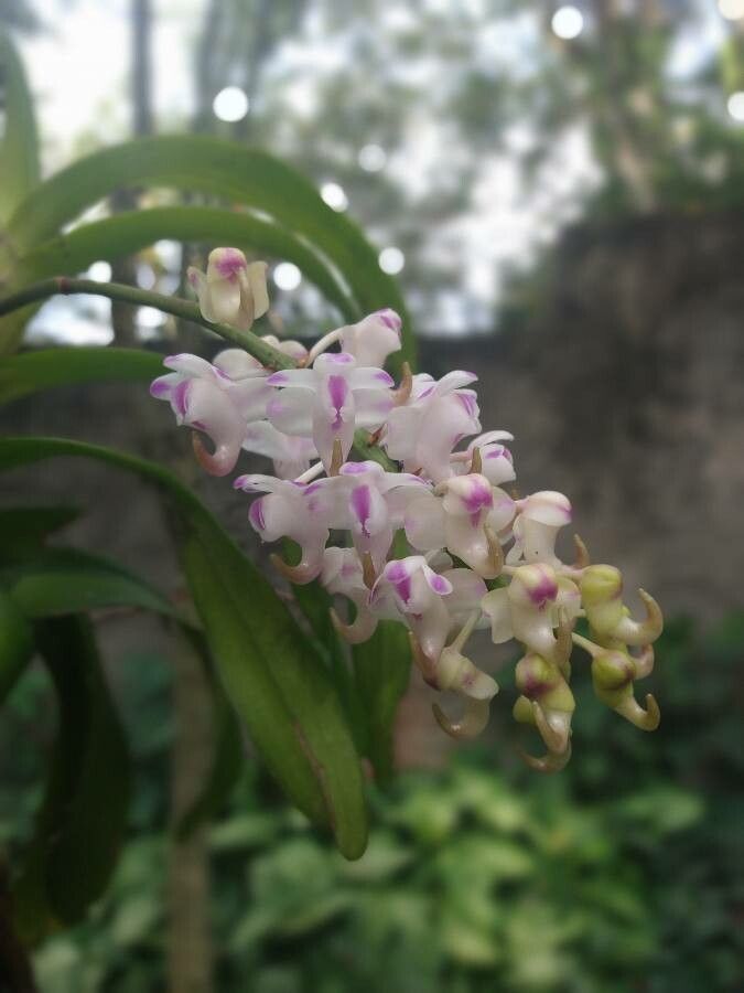 Aerides lawrenceae flower
