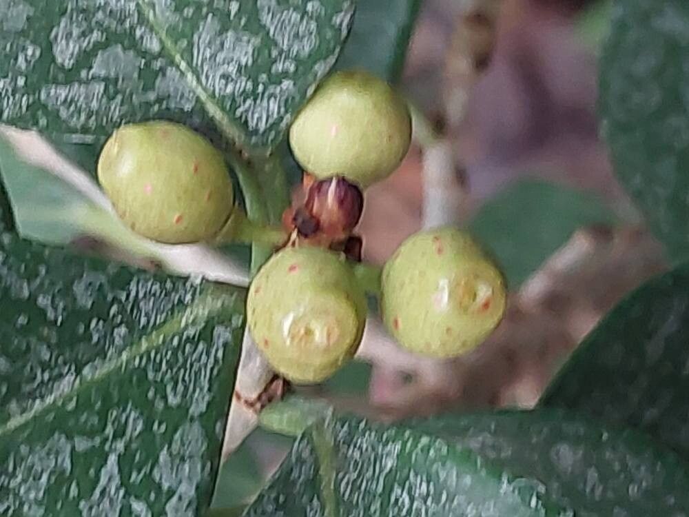 Ficus triangularis fruit