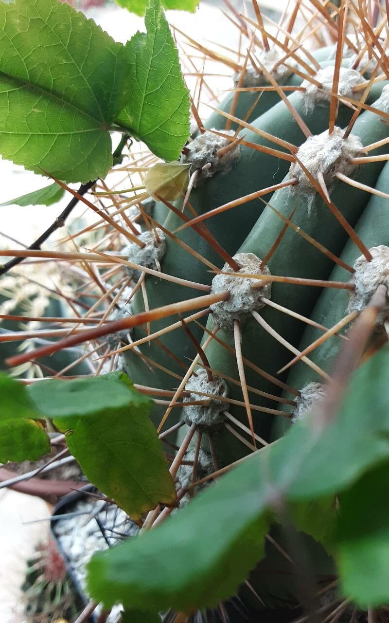 Echinopsis cephalomacrostibas — search result for 'Echinopsis'