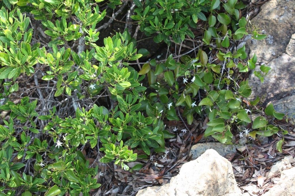 Jasminum artense habit