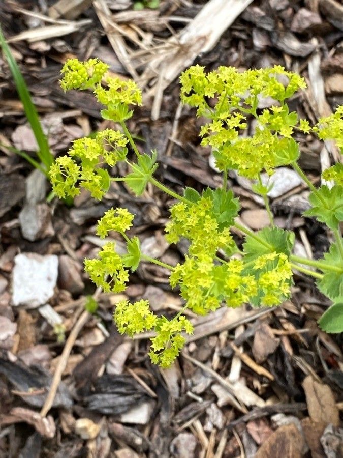 Alchemilla xanthochlora flower