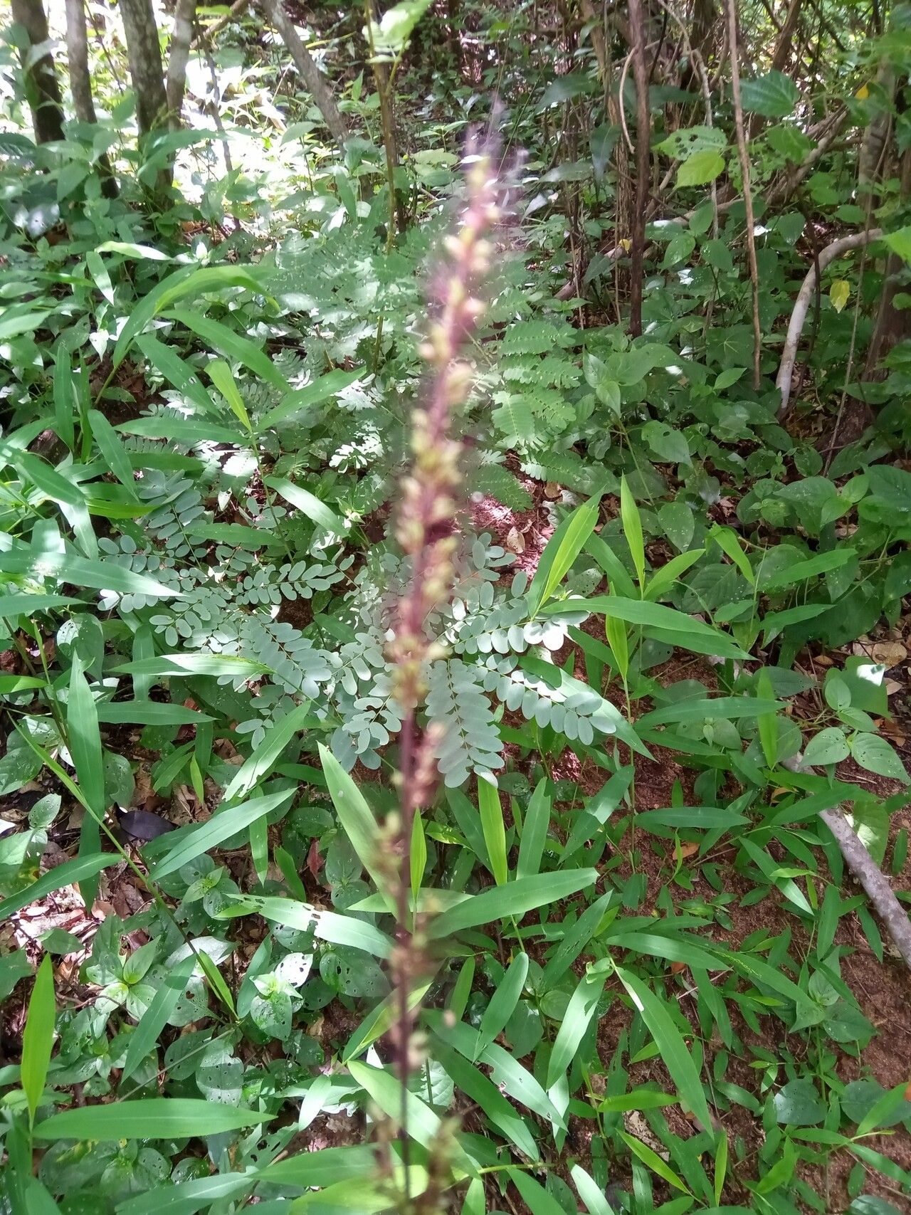 Setaria vatkeana flower