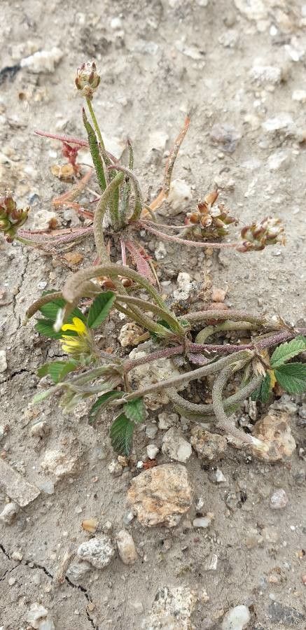 Medicago polyceratia fruit