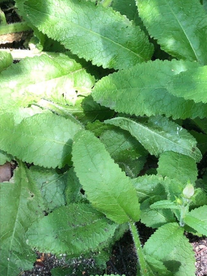 Campanula primulifolia leaf