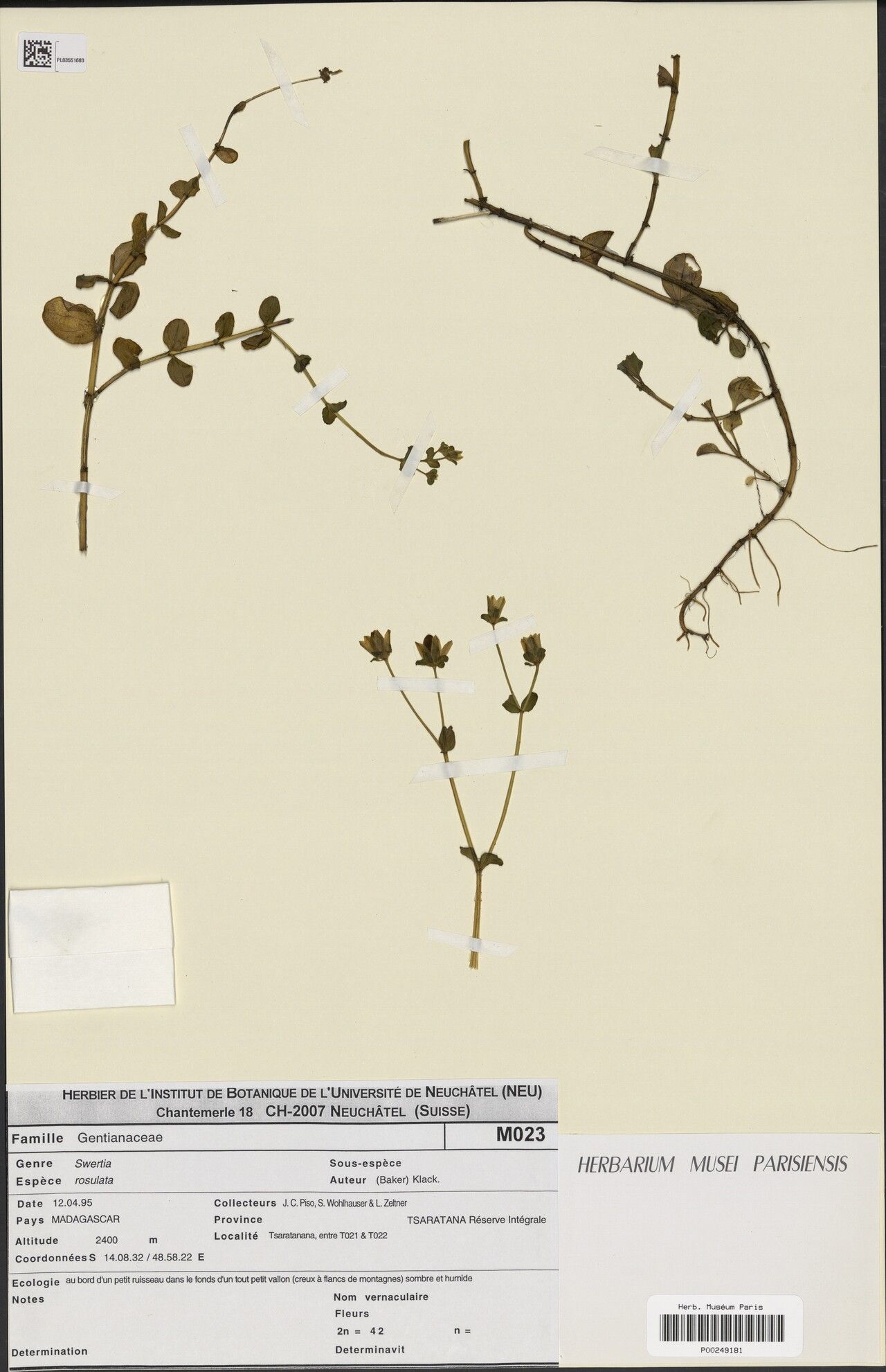 Swertia rosulata — houseplant care guide