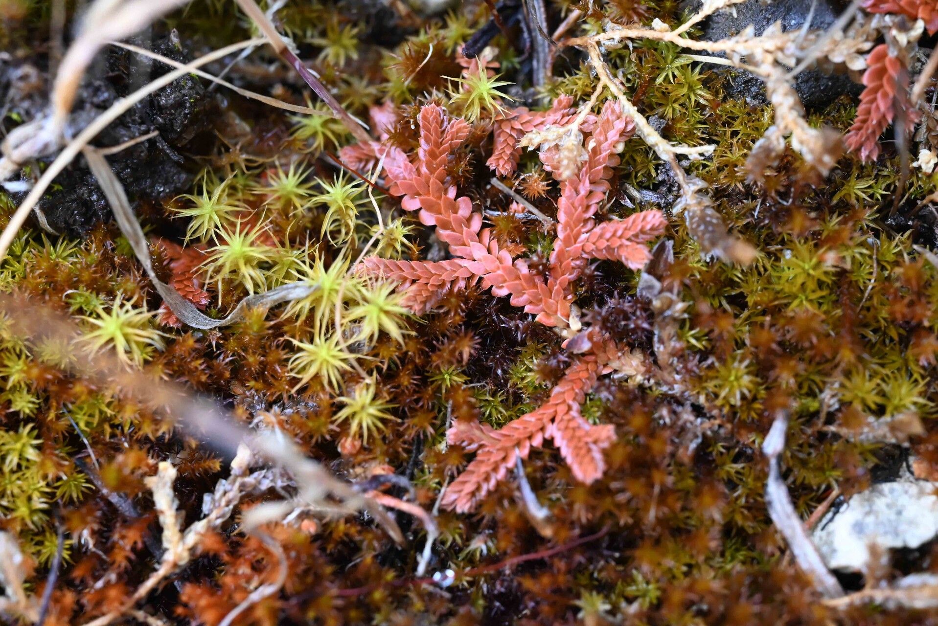 Selaginella denticulata flower
