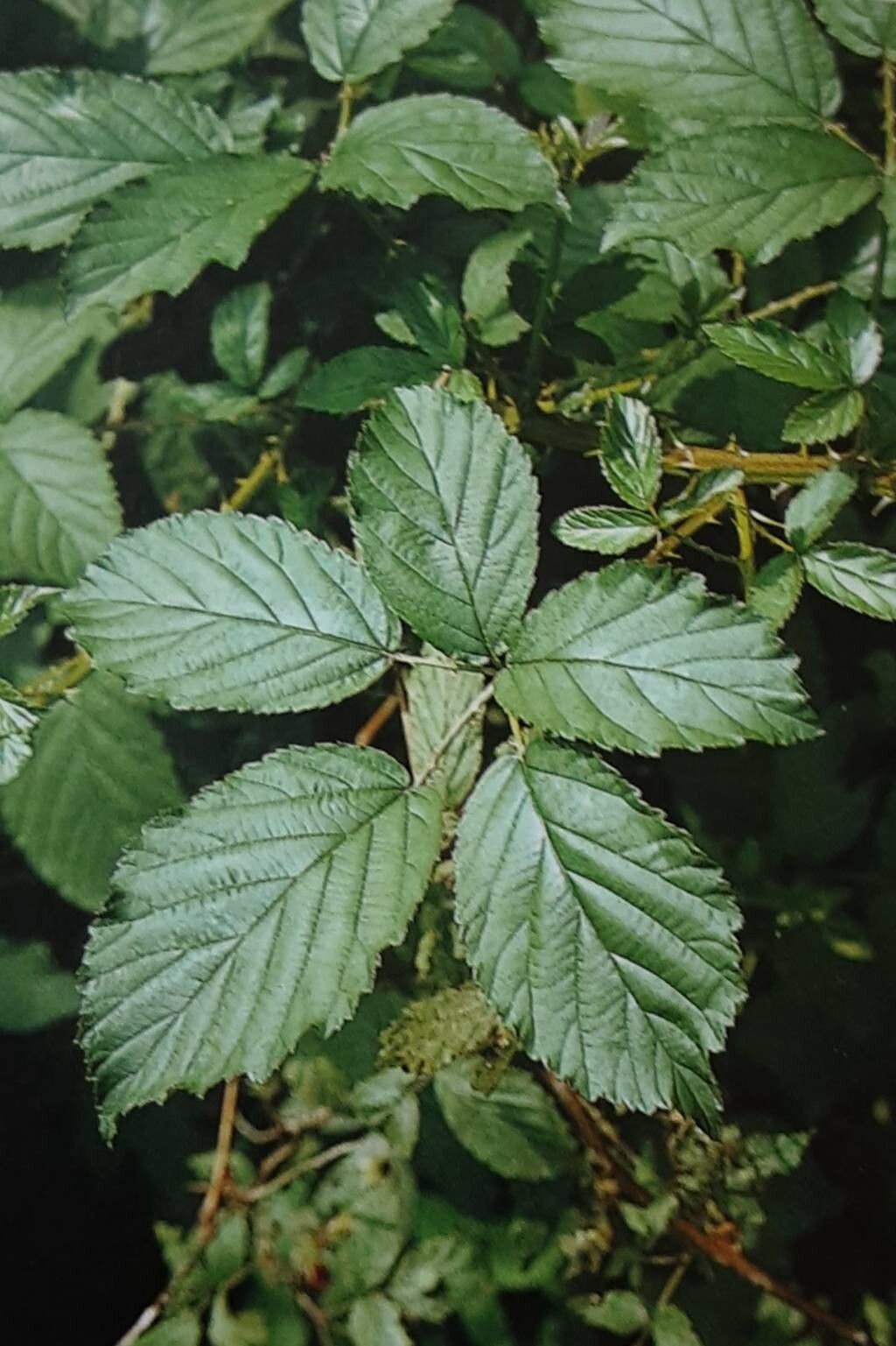 Rubus sorbicus — houseplant care guide