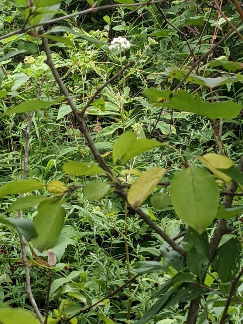 Cicuta douglasii — related species from the same genus