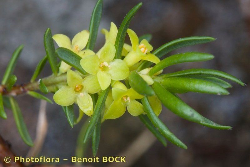 Thymelaea calycina fruit