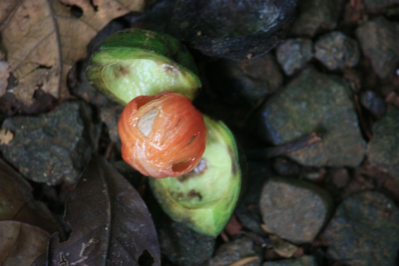 Otoba novogranatensis fruit