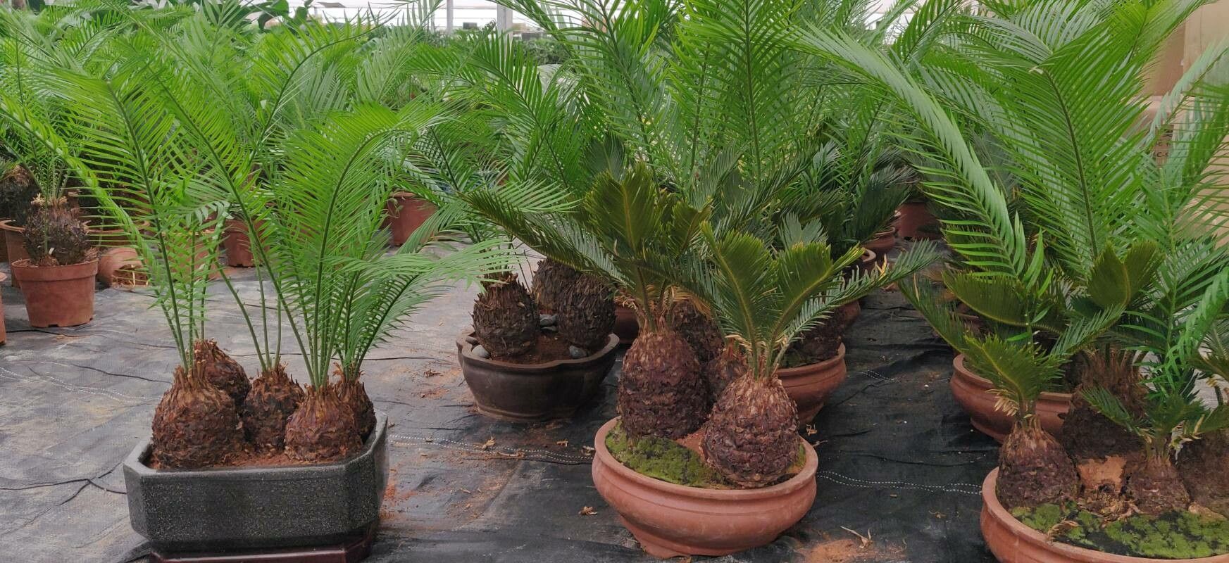 Cycas siamensis bark