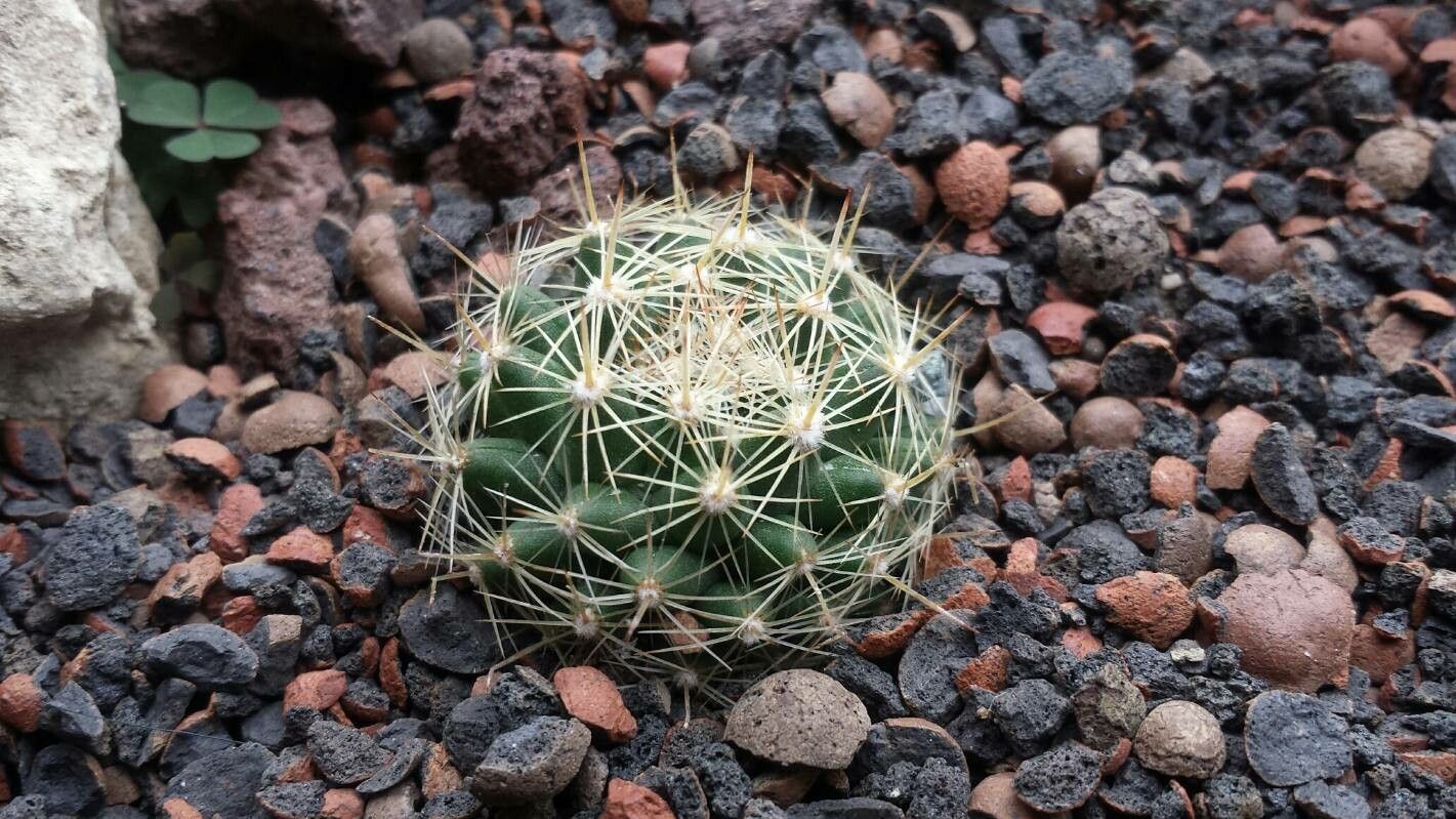 Escobaria missouriensis flower