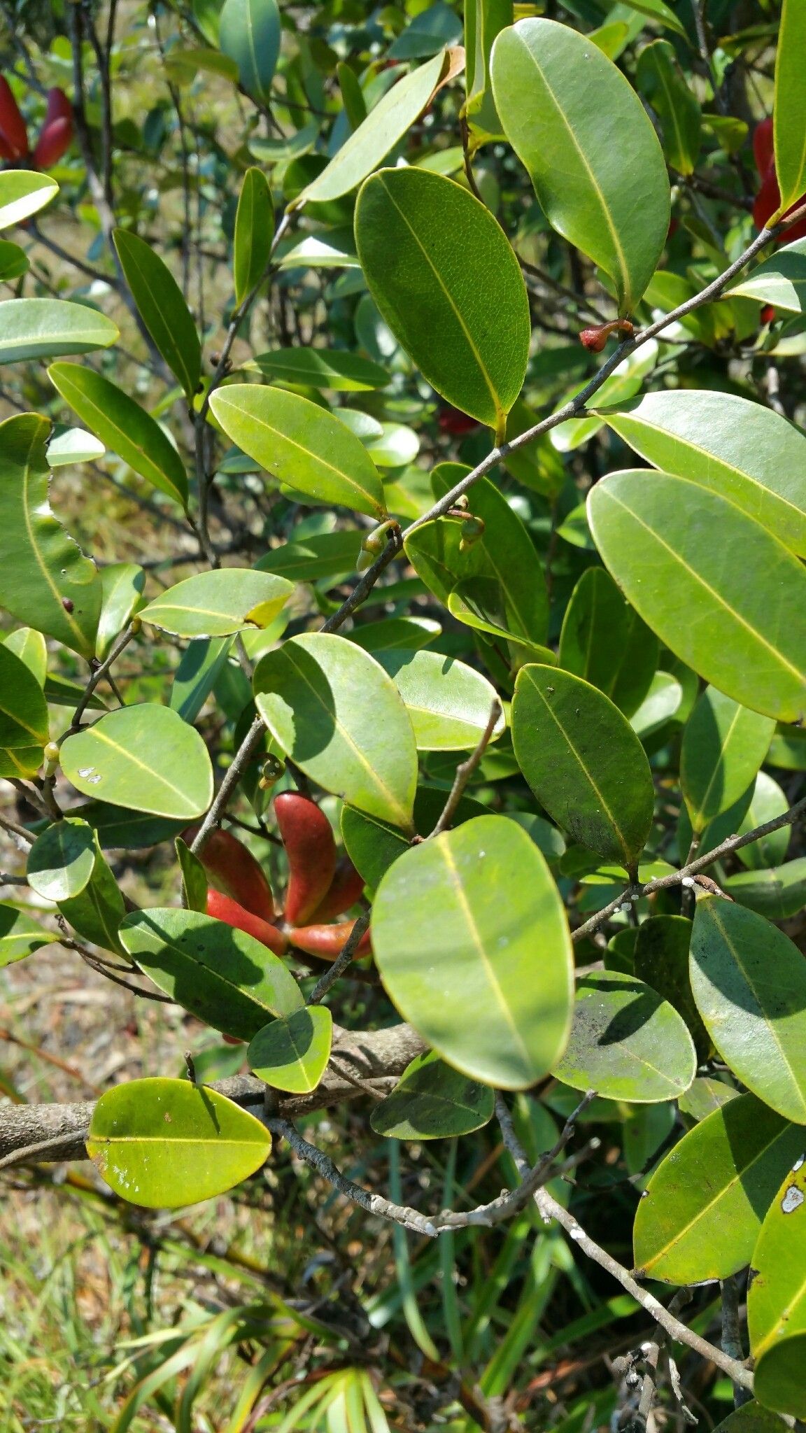 Xylopia humblotiana — search result for 'Xylopia'