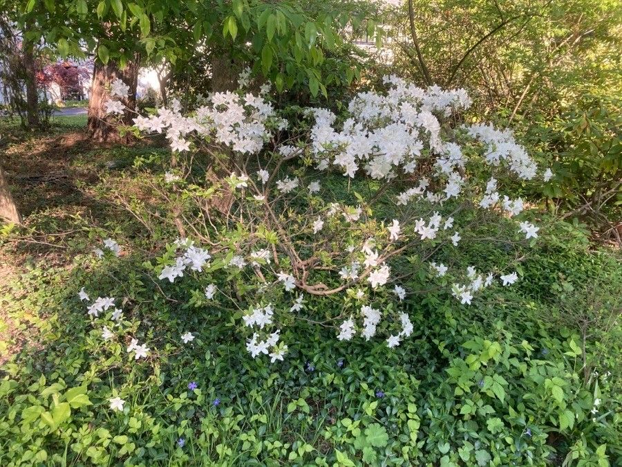 Rhododendron arborescens habit