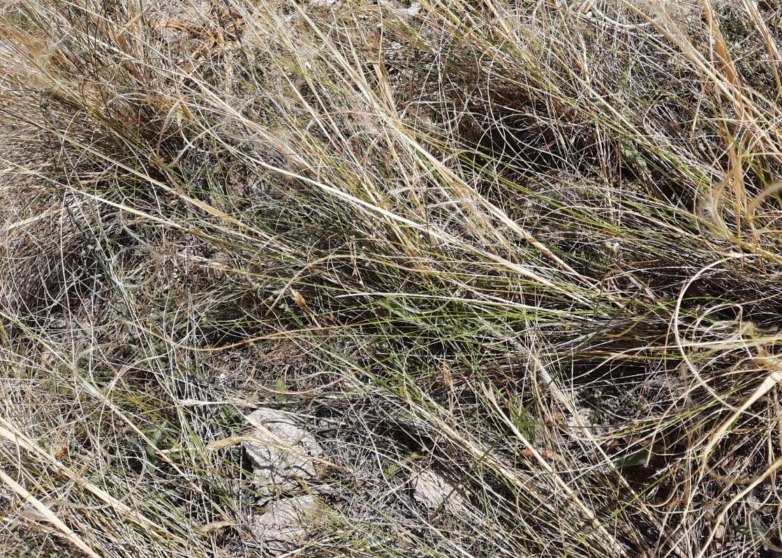 Stipa pennata — search result for 'Hungary'