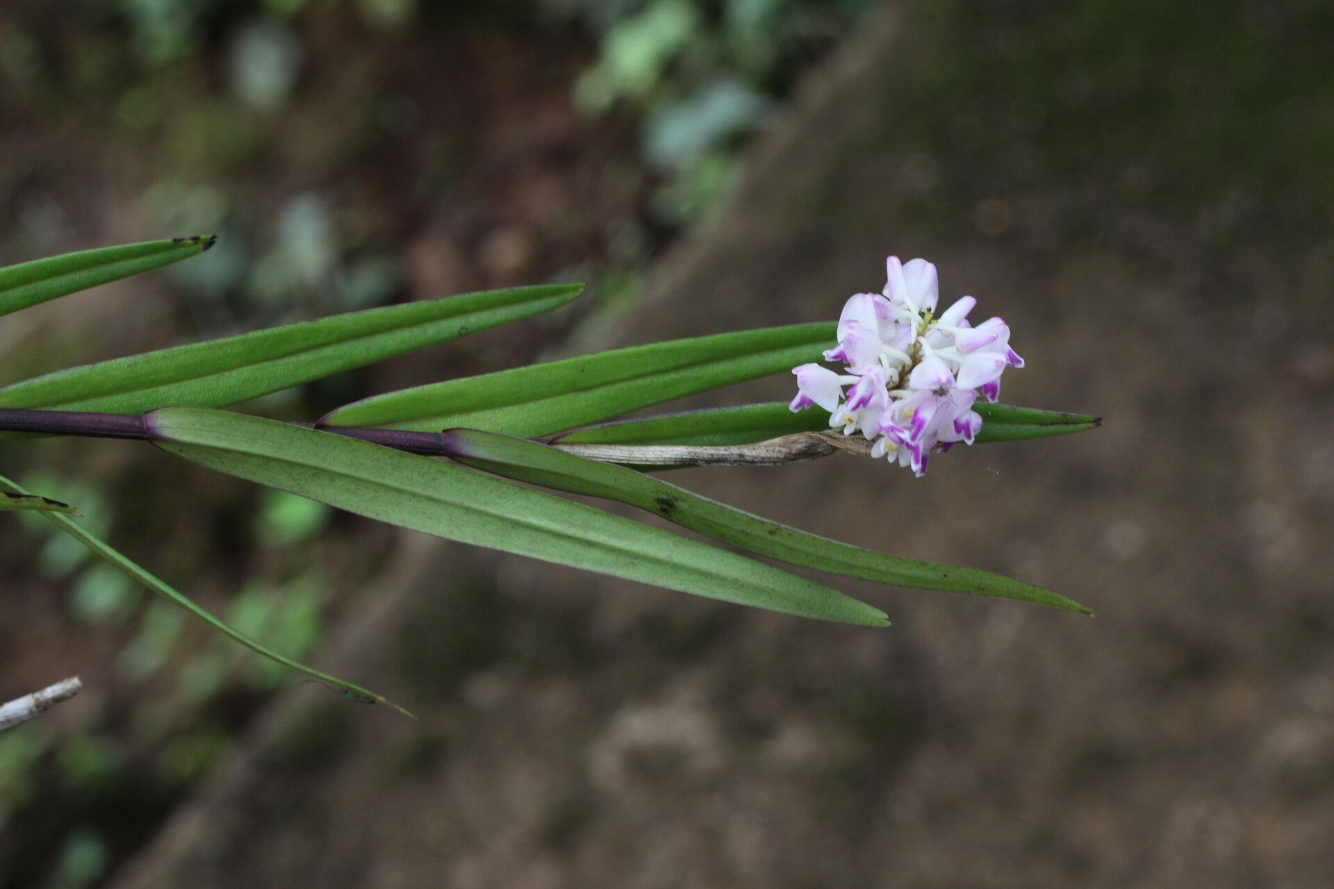 Polystachya bifida habit